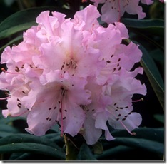 Rhododendron 'Christmas Cheer'