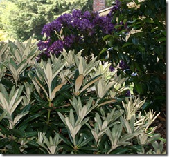 Rhododendron Yaku Hybrid