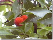 Arbutus unedo fruit