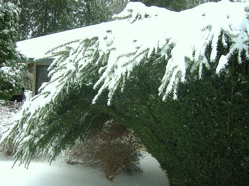 Garden Q&A: Snow-Loading on Arborvitae