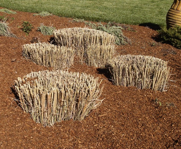 Do You Cut Ornamental Grasses Down In The Fall