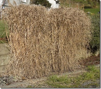 The 'Before' Photo of Miscanthus
