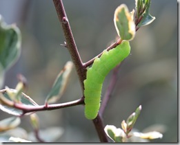 Caterpillar on Variegated Italian Buckthorn