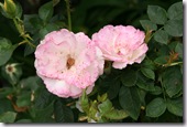 Post image for Braving The Thorns: How to Select a Bare Root Rose