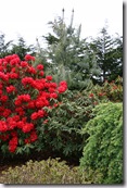 Post image for Rhododendrons – Little-Known Favorites for Winter