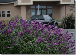 Post image for How to Deadhead Mexican Bush Sage or Salvia leucantha (Video Tutorial)