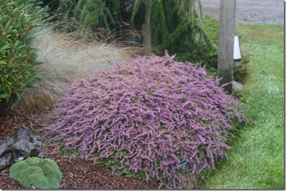 Post image for Fall-Blooming Heathers for Autumn Color