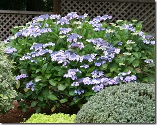 Post image for How to Prune Hydrangeas (Video Tutorial)