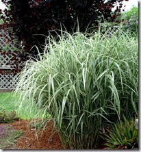 Post image for How to Summer-Prune a Floppy Miscanthus Grass (Video Tutorial)