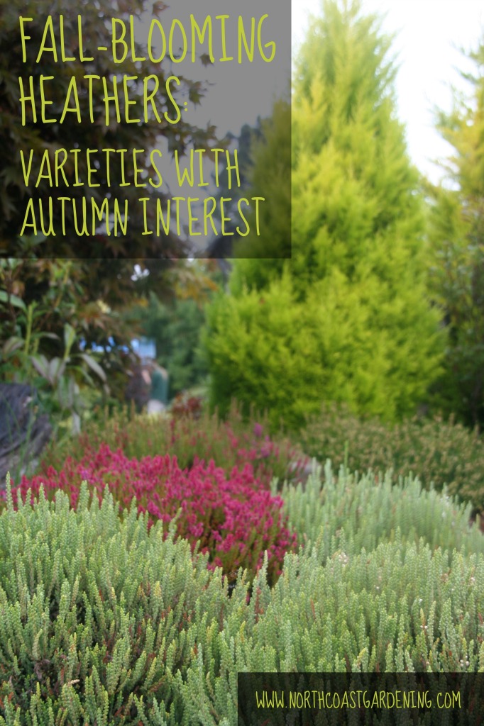 Fall blooming heather varieties for the autumn garden