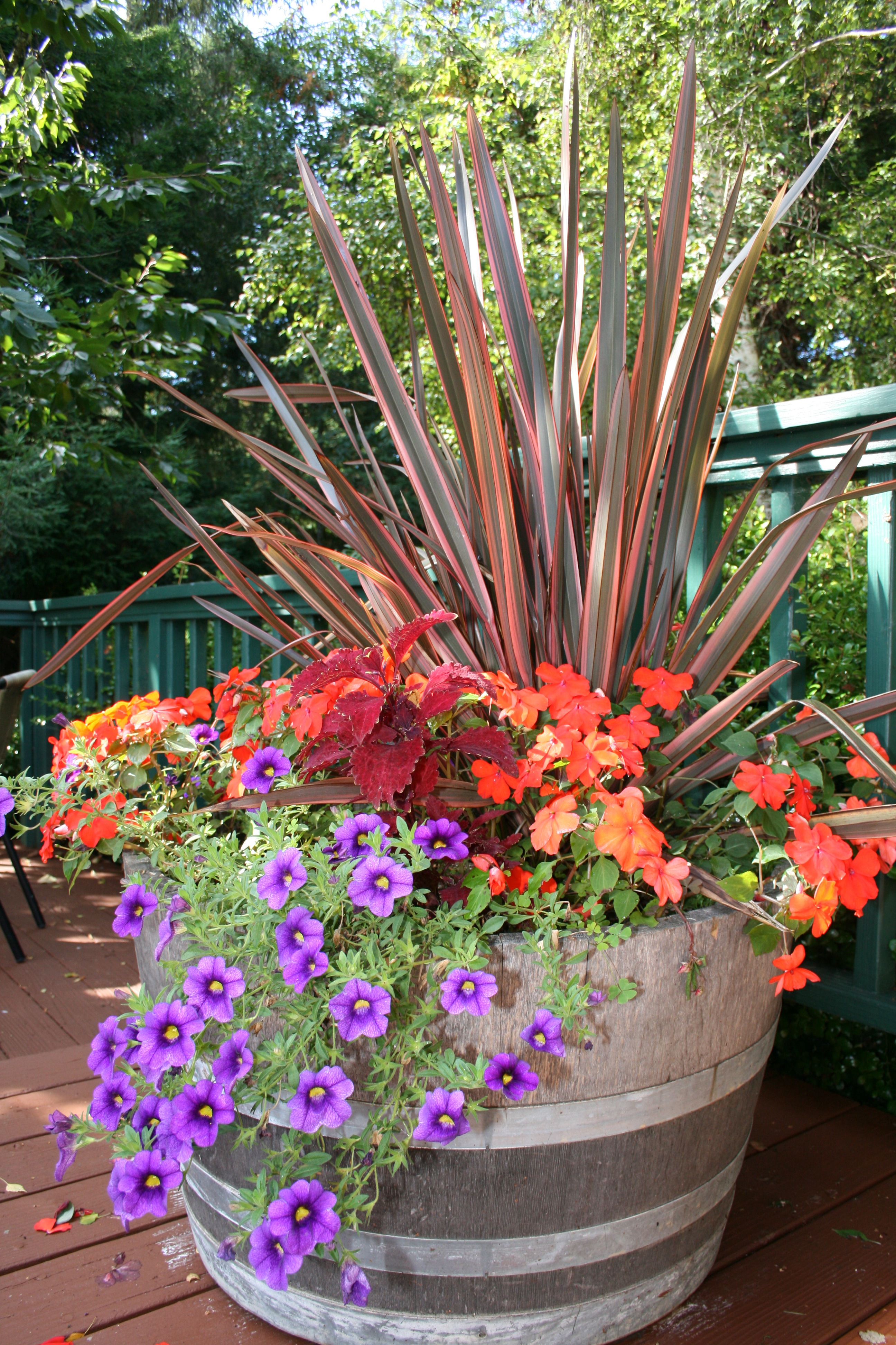 container plant combinations