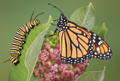Post image for Organic Gardening 101: How to Begin Gardening Naturally and Have Happier Plants