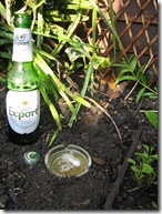 Kill snails with beer photo by Tony Austin on Flickr