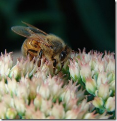 Bee on Sedum by Aussiegall on Flickr via CC Attribution License