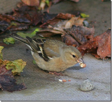 British Small Birds