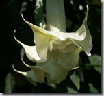 Post image for Brrr! What NOT to Prune in Winter