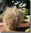 Post image for Pruning Miscanthus Grass: How to Cut Back Big Ornamental Grasses