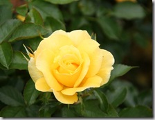 Post image for Rosy Resolutions for the New Year
