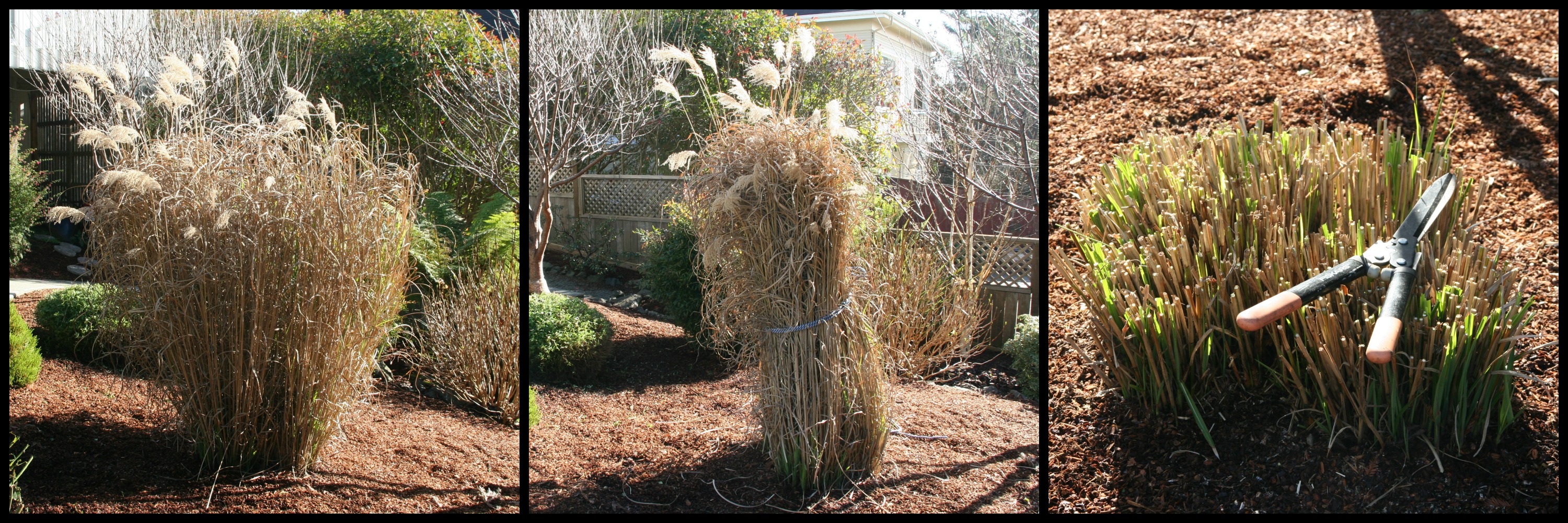 Pruning Miscanthus Grass: How to Cut Back Big Ornamental Grasses
