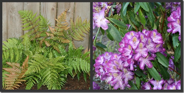 Autumn Fern with 'Madame Cochet' Rhododendron