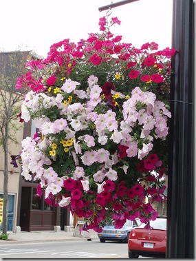 hanging flower basket