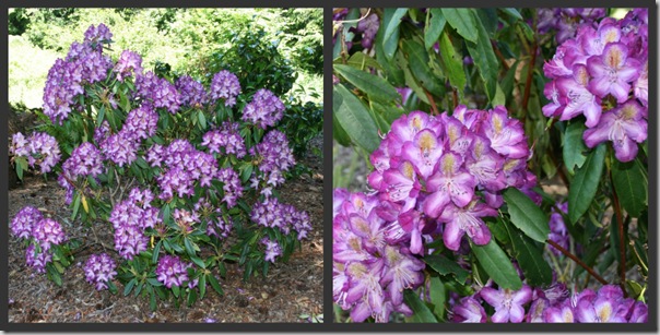 Rhododendron 'Madame Cochet'
