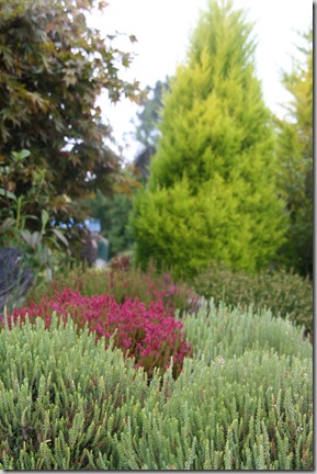 Post image for Callunas, Ericas, Daboecias, Oh My! Demystifying the Different Kinds of Heather