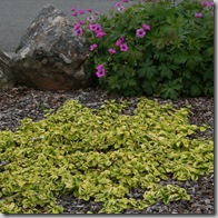 Post image for Coastal Gardening: Groundcover Plants for the Sea Coast