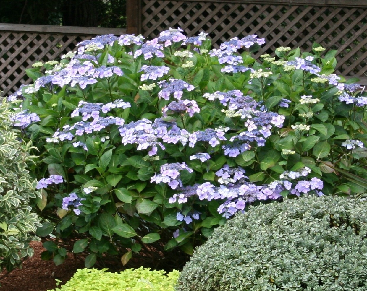 Tall Shade Perennials Zone 6