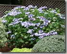 Post image for Coastal Gardening: Shade-Loving Plants for the Sea Coast