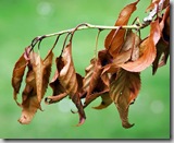 Post image for Should Plant Nurseries Offer a Guarantee on Plants?
