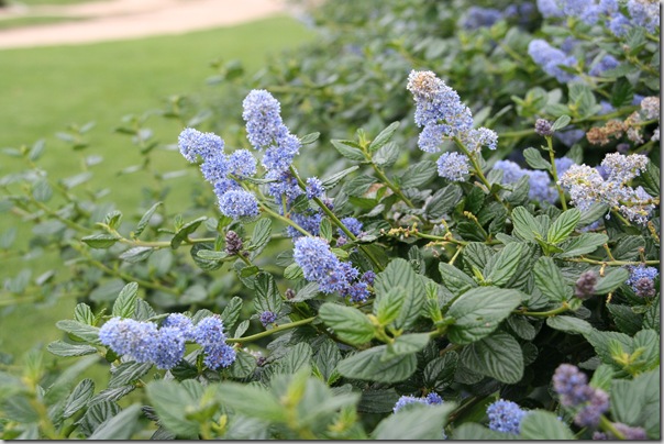 Post image for The Ten Best Native Plants for Coastal Northern California Wildlife by Peter Haggard