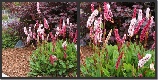 Post image for Plants to Love: Dwarf Fleeceflower (Persicaria affinis ‘Dimity’)