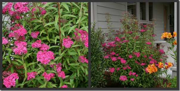 Post image for Plants to Love: Neon Flash Spirea (Spirea ‘Neon Flash’)