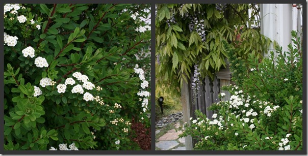 Post image for Plants to Love: Snowmound Spirea (Spirea x nipponica ‘Snowmound’)