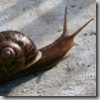 Post image for The Snail Martyrs