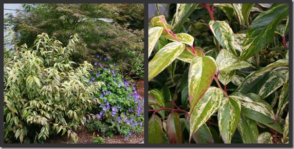 Rainbow Leucothoe