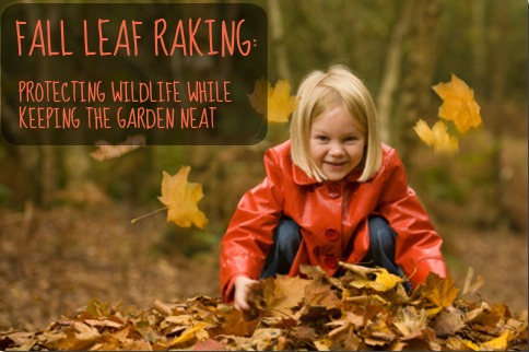 Fall Leaf Raking