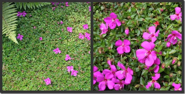 Post image for Plants to Love: Spanish Shawl (Heterocentron elegans)