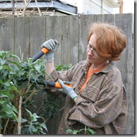 Post image for Fiskars PowerGear Lopper: Video Review In Which The Buddleja Gets It