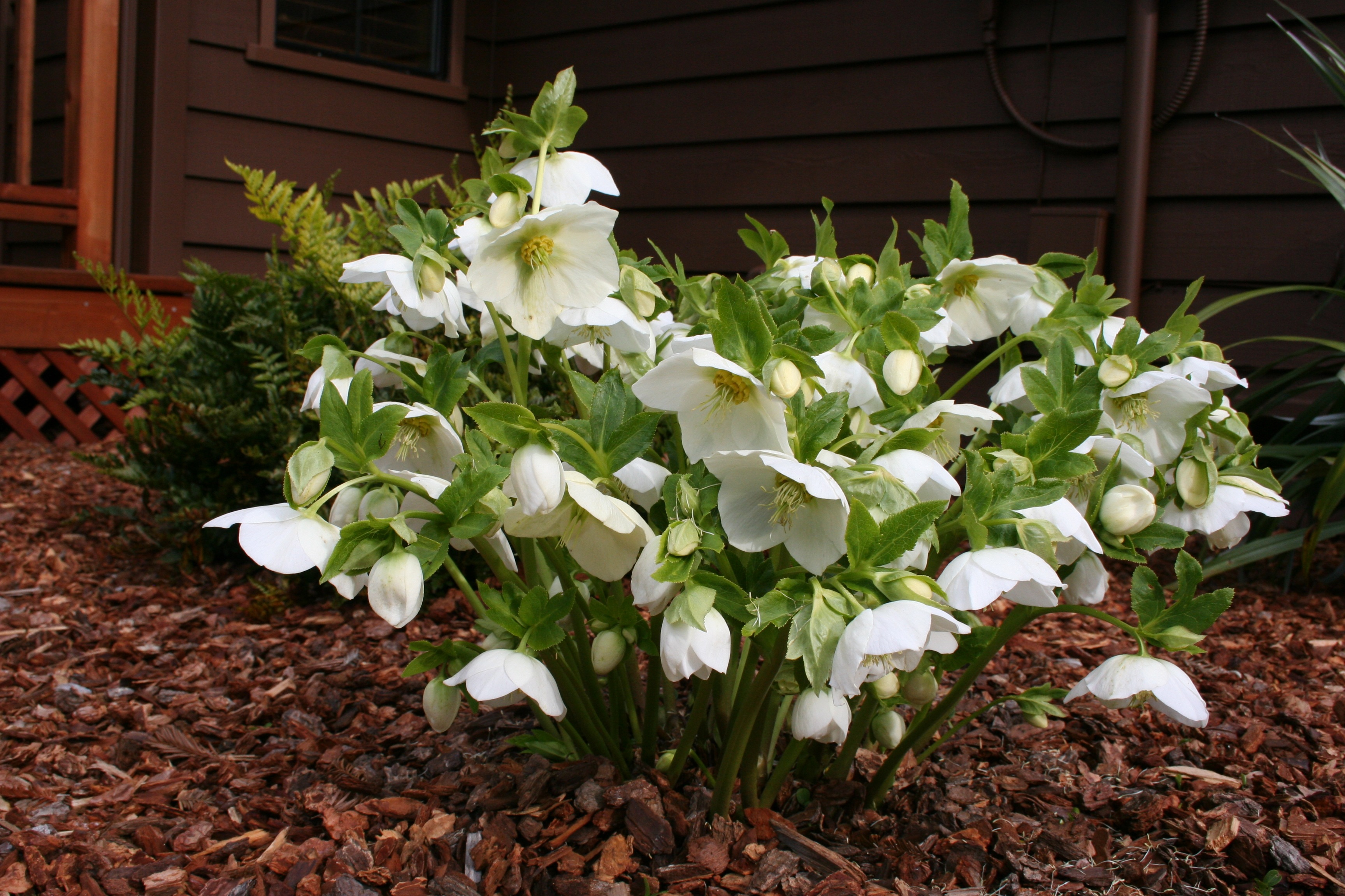 When Do Hellebores Flower / It needs time to settle in.