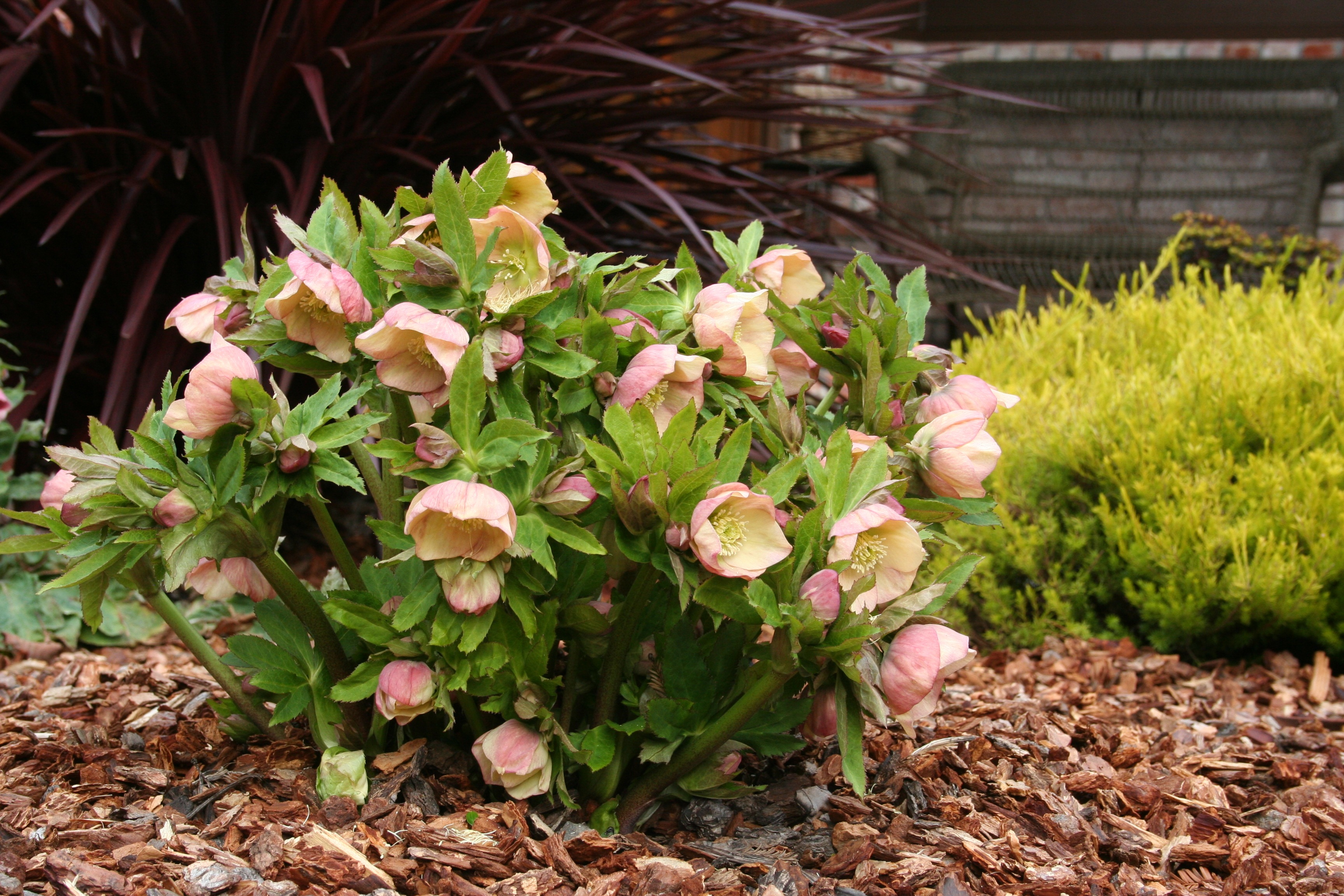 Hellebore Pruning: How-To and A Cautionary Tale ⋆ North Coast Gardening