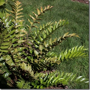 holly fern at Longshore garden