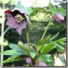 Post image for Hellebore Pruning: How-To and A Cautionary Tale