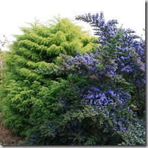 Post image for Golden Conifers Brighten Up Winter
