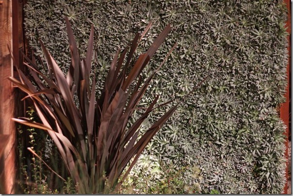 dudleya hassei wall by west valley college landscaoe architecture club photo by annies annuals