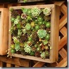 Post image for Contained: Planter Ideas for Balcony Gardens from the 2011 San Francisco Garden Show