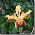 native iris