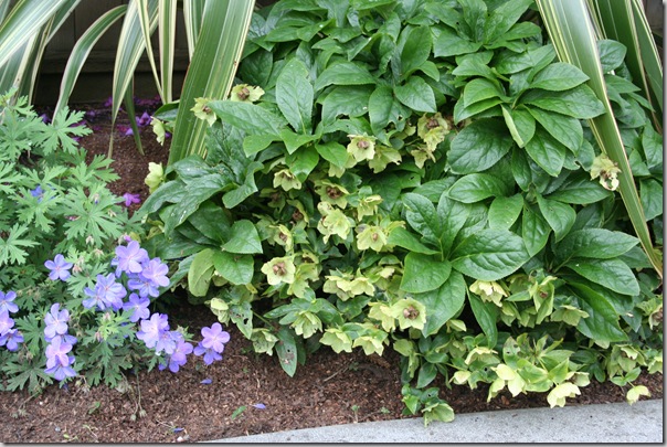 Post image for Prune Your Hellebores: A Public Service Announcement