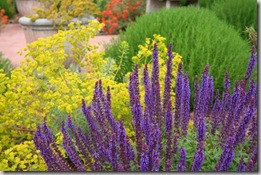 Post image for Mediterranean Plants to Rock Your Waterwise Landscape